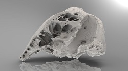 Bison latifrons skull piece, aka, "Haroldine" (side)